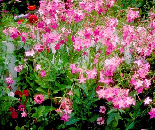 White blooms; Pink blooms