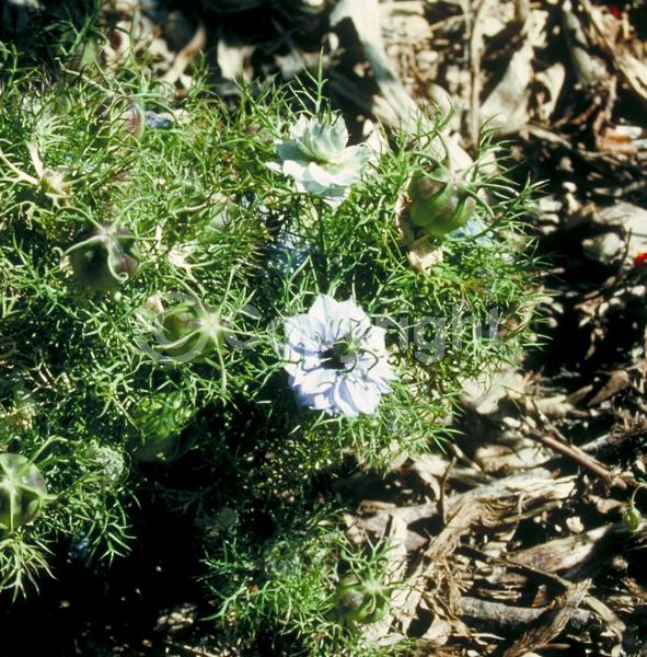 Blue blooms; Pink blooms