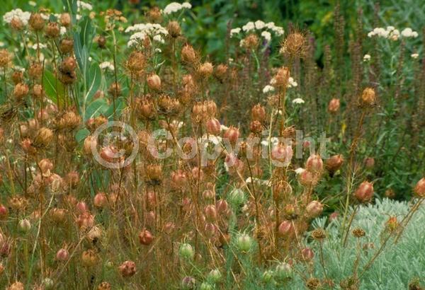 Blue blooms; Pink blooms