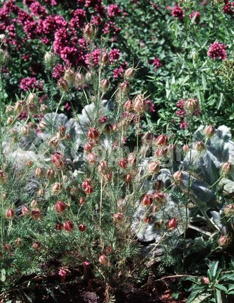 Blue blooms; Pink blooms