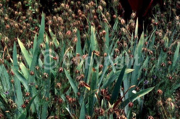 Blue blooms; Pink blooms