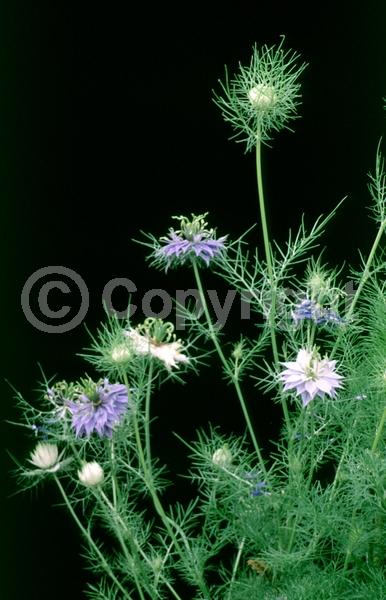 Blue blooms; Pink blooms