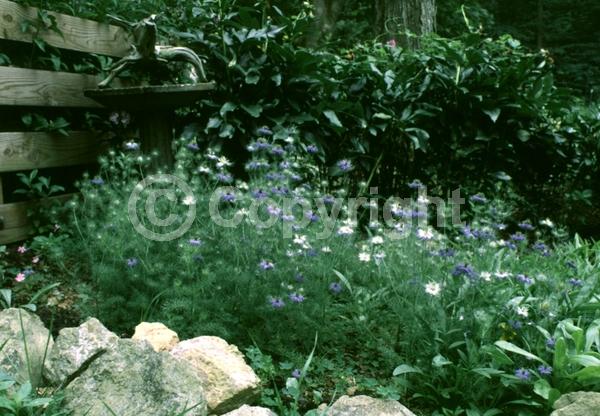 Blue blooms; Pink blooms