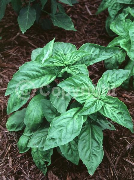 Purple blooms; White blooms