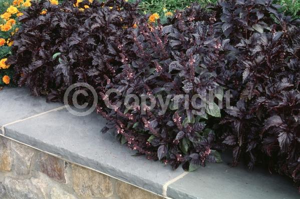 White blooms; Deciduous