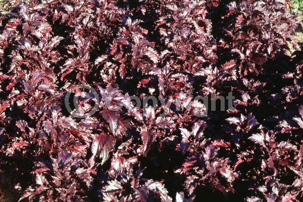 White blooms; Deciduous