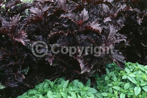 White blooms; Deciduous