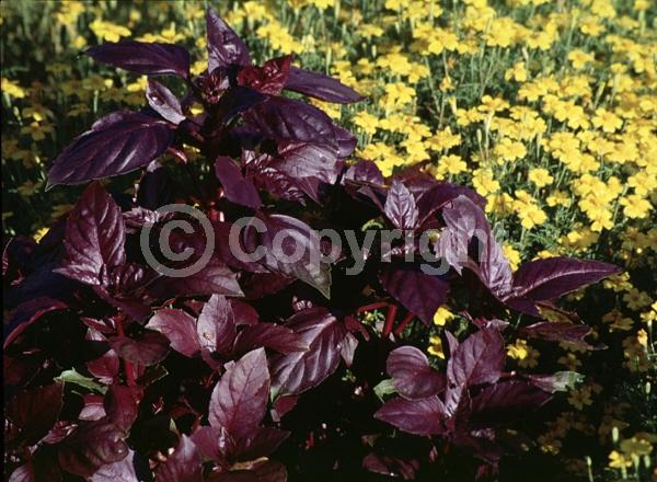 Purple blooms; Pink blooms; Lavender blooms; Deciduous