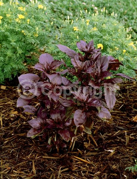 Purple blooms; Pink blooms; Lavender blooms; Deciduous