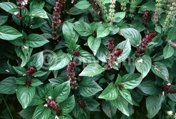 Purple blooms; White blooms