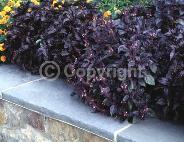 Purple blooms; White blooms