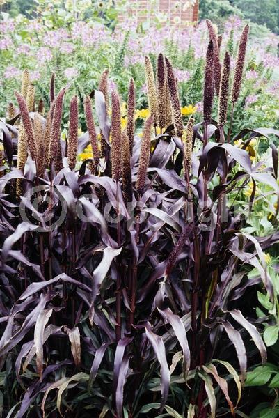 Purple blooms; Green blooms; Deciduous; Broadleaf