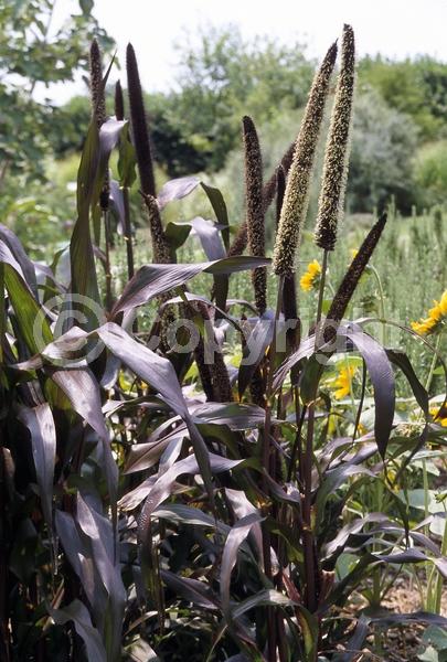 Purple blooms; Green blooms; Deciduous; Broadleaf