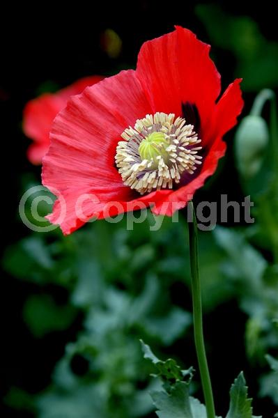 Red blooms; Purple blooms; White blooms; Pink blooms; Lavender blooms; Deciduous; Broadleaf