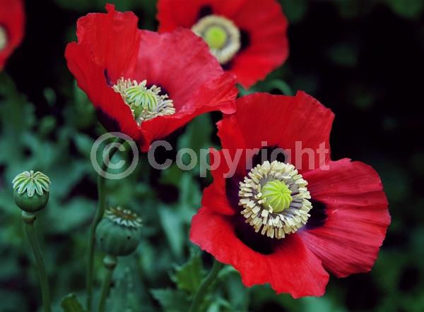 Red blooms; Purple blooms; White blooms; Pink blooms; Lavender blooms; Deciduous; Broadleaf