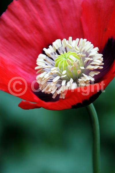 Red blooms; Purple blooms; White blooms; Pink blooms; Lavender blooms; Deciduous; Broadleaf