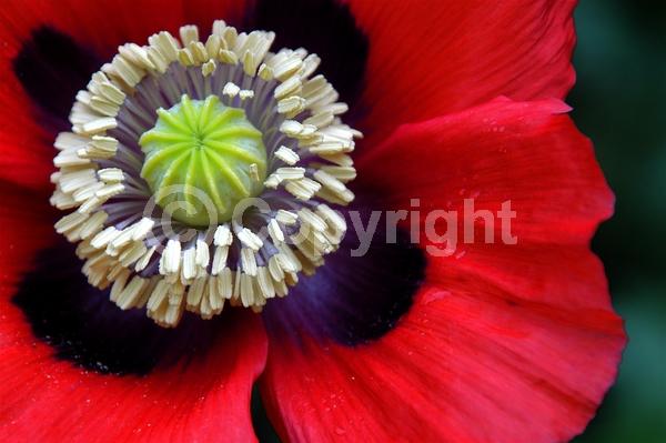 Red blooms; Purple blooms; White blooms; Pink blooms; Lavender blooms; Deciduous; Broadleaf