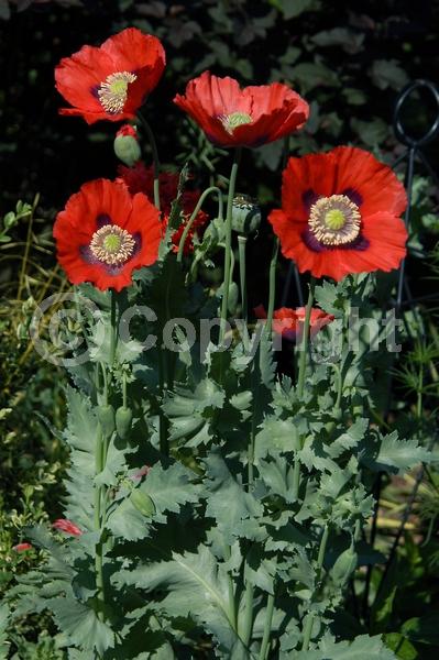 Red blooms; Purple blooms; White blooms; Pink blooms; Lavender blooms; Deciduous; Broadleaf