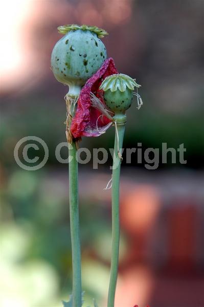 Red blooms; Purple blooms; White blooms; Pink blooms; Lavender blooms; Deciduous; Broadleaf