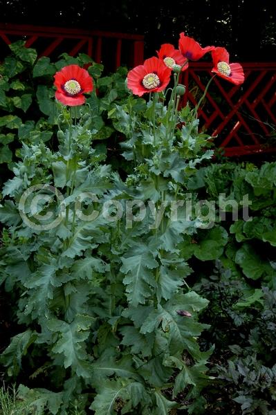 Red blooms; Purple blooms; White blooms; Pink blooms; Lavender blooms; Deciduous; Broadleaf