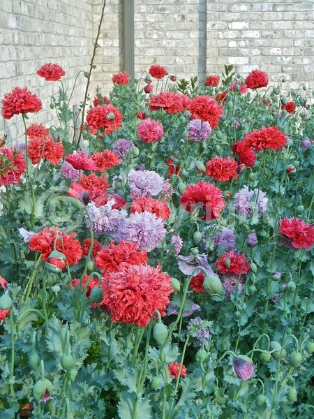 Red blooms; Purple blooms; White blooms; Pink blooms; Lavender blooms; Deciduous; Broadleaf