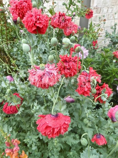 Red blooms; Purple blooms; White blooms; Pink blooms; Lavender blooms; Deciduous; Broadleaf