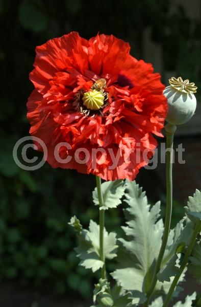 Red blooms; Purple blooms; White blooms; Pink blooms; Lavender blooms; Deciduous; Broadleaf