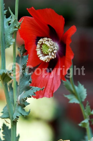 Red blooms; Purple blooms; White blooms; Pink blooms; Lavender blooms; Deciduous; Broadleaf