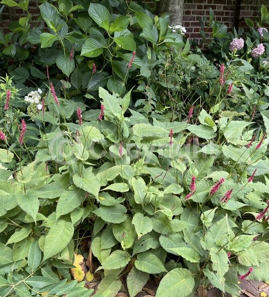 Red blooms; Purple blooms