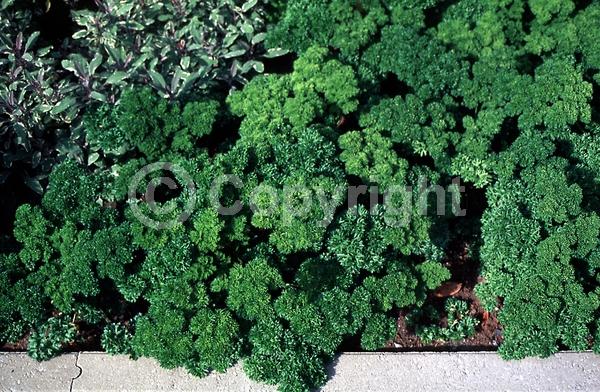 Yellow blooms; Deciduous