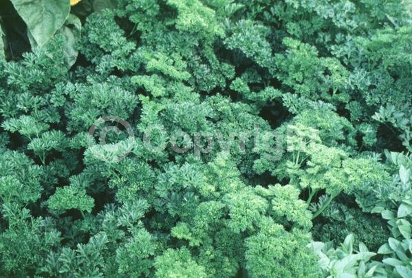 Yellow blooms; Deciduous