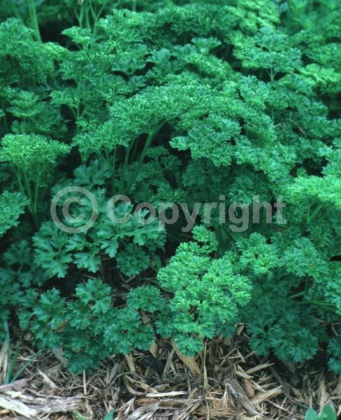 Yellow blooms; Deciduous