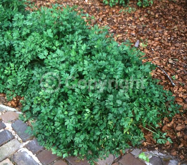 Red blooms; Yellow blooms; White blooms; Green blooms; Deciduous