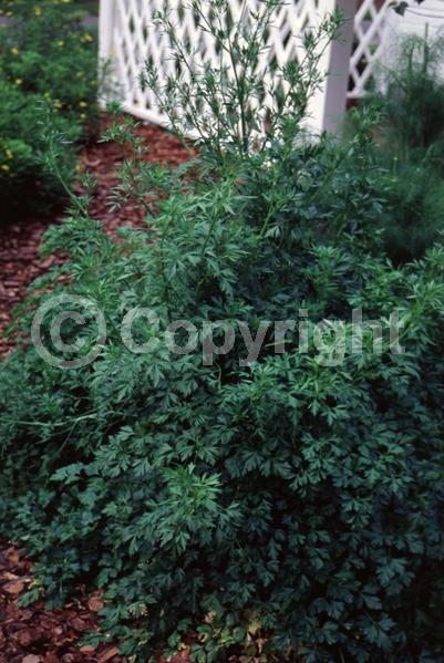 Yellow blooms; Deciduous
