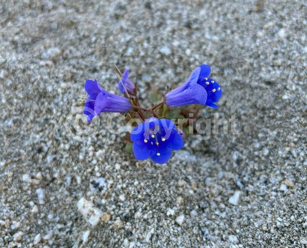 Blue blooms; North American Native