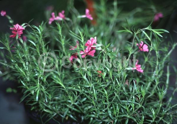 Purple blooms; White blooms; Pink blooms; Lavender blooms; North American Native