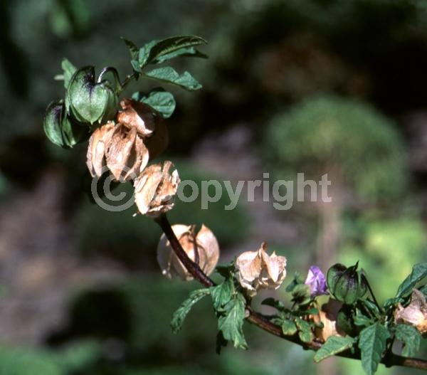 Purple blooms; North American Native
