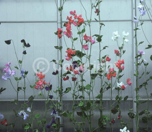 Red blooms; Blue blooms; White blooms; Pink blooms; Lavender blooms