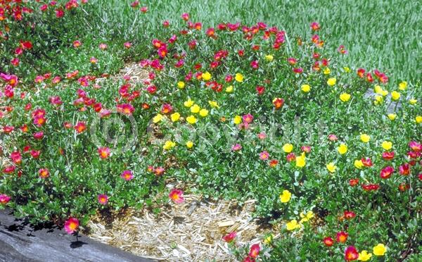 Red blooms; Orange blooms; Yellow blooms; White blooms; Pink blooms