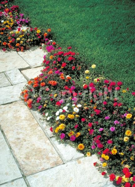 Red blooms; Orange blooms; Yellow blooms; White blooms; Pink blooms