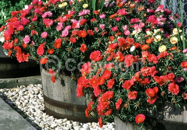 Red blooms; Orange blooms; Yellow blooms; White blooms; Pink blooms