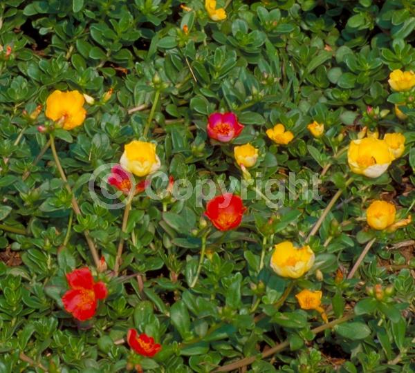 Red blooms; Orange blooms; Yellow blooms; White blooms
