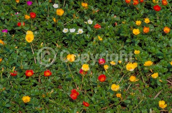Red blooms; Orange blooms; Yellow blooms; White blooms
