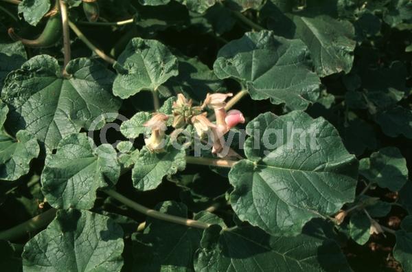 White blooms; Pink blooms; North American Native