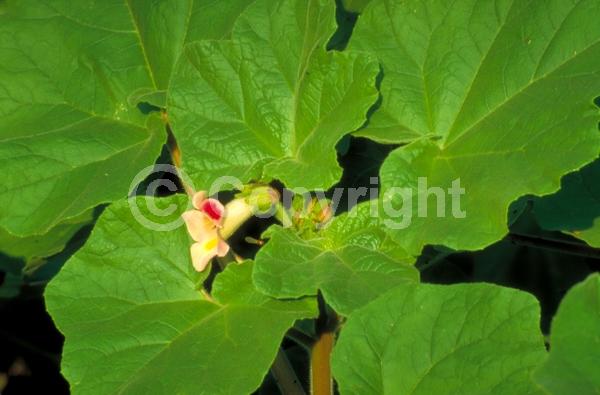 White blooms; Pink blooms; North American Native