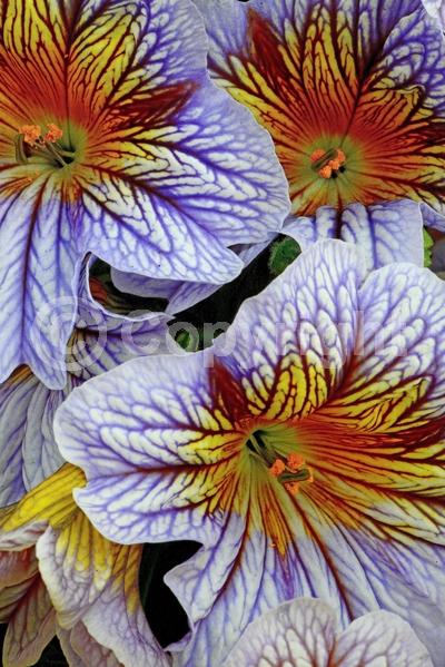 Red blooms; Orange blooms; Yellow blooms; Blue blooms; Purple blooms; Pink blooms