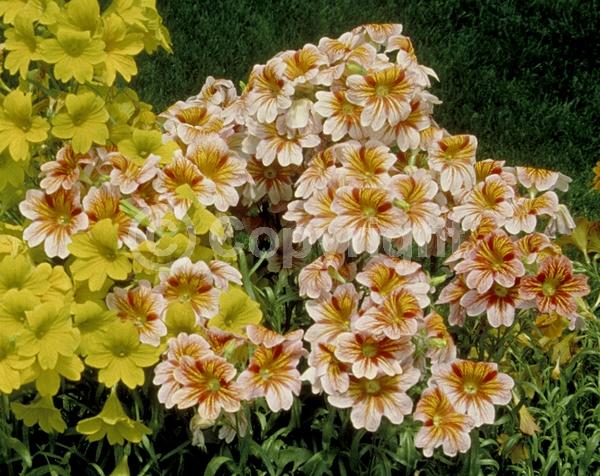 Red blooms; Orange blooms; Yellow blooms; Blue blooms; Purple blooms; Pink blooms