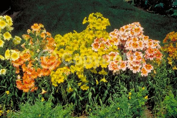 Red blooms; Orange blooms; Yellow blooms; Blue blooms; Purple blooms; Pink blooms