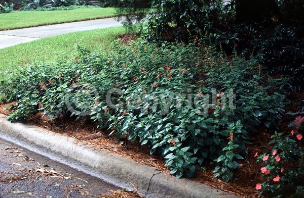 Red blooms; White blooms; North American Native