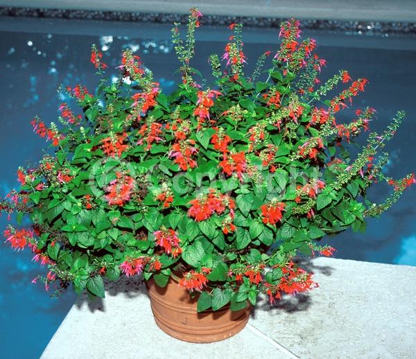 Red blooms; White blooms; North American Native
